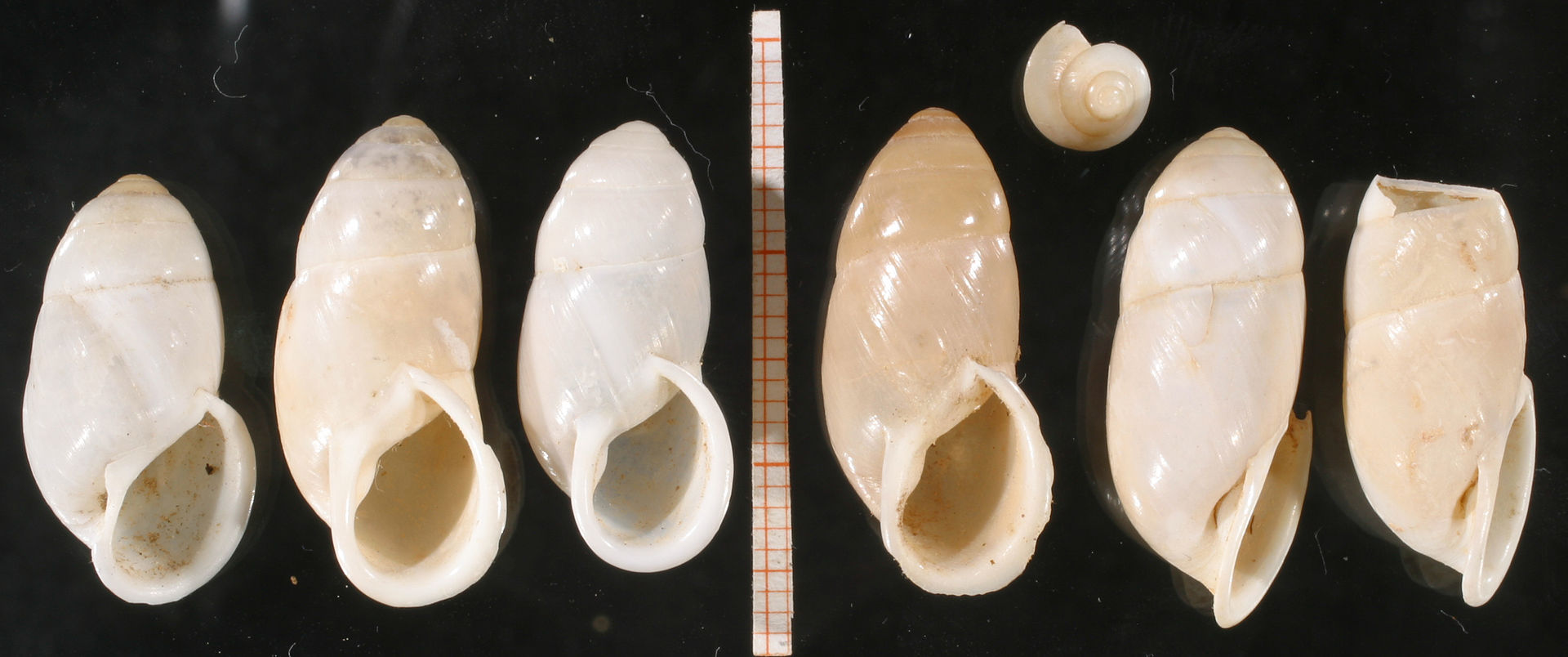1920px-Buliminus-labrosus_01.jpg