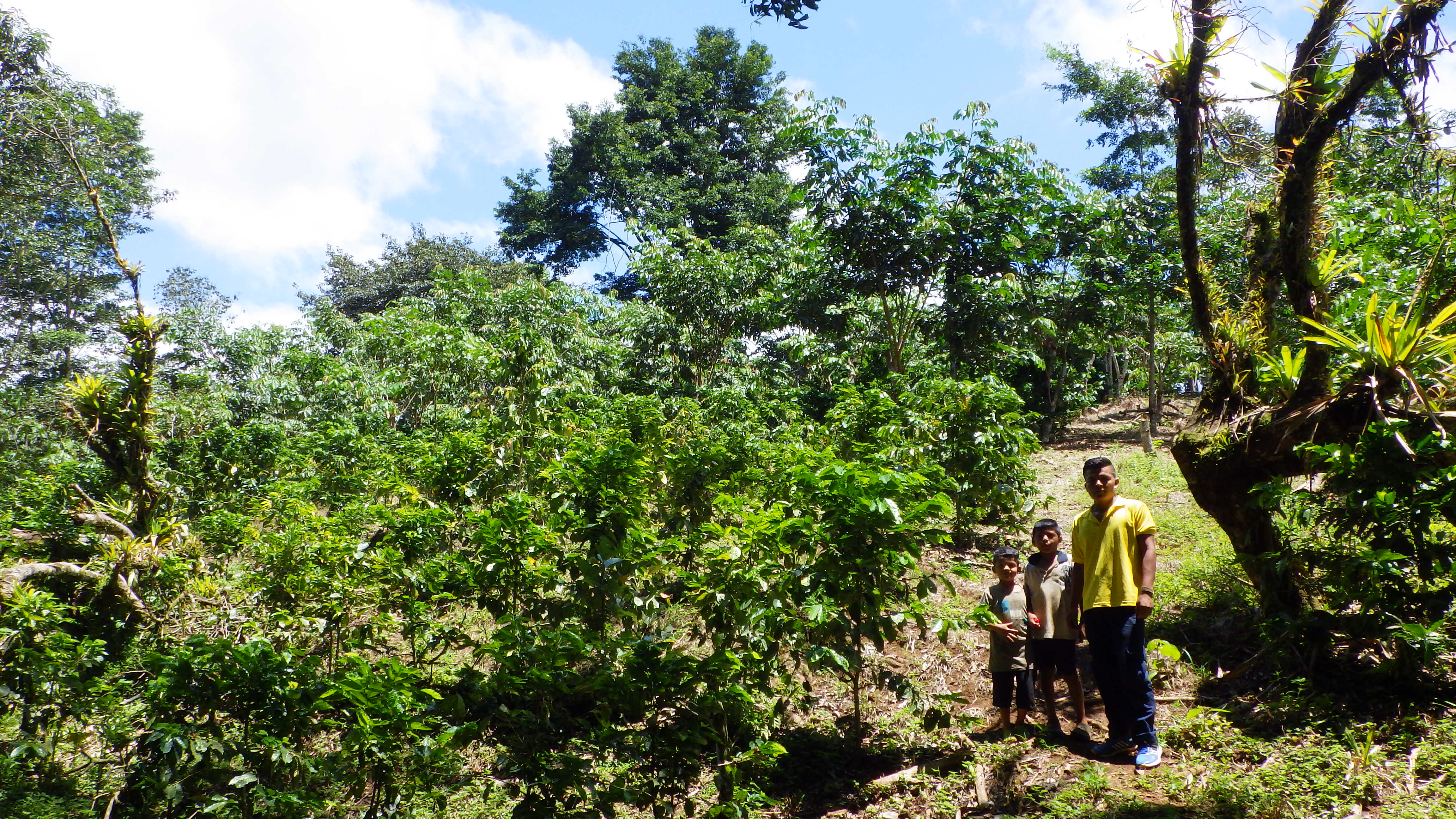 Café en SAF TI Bribri de Cabagra
