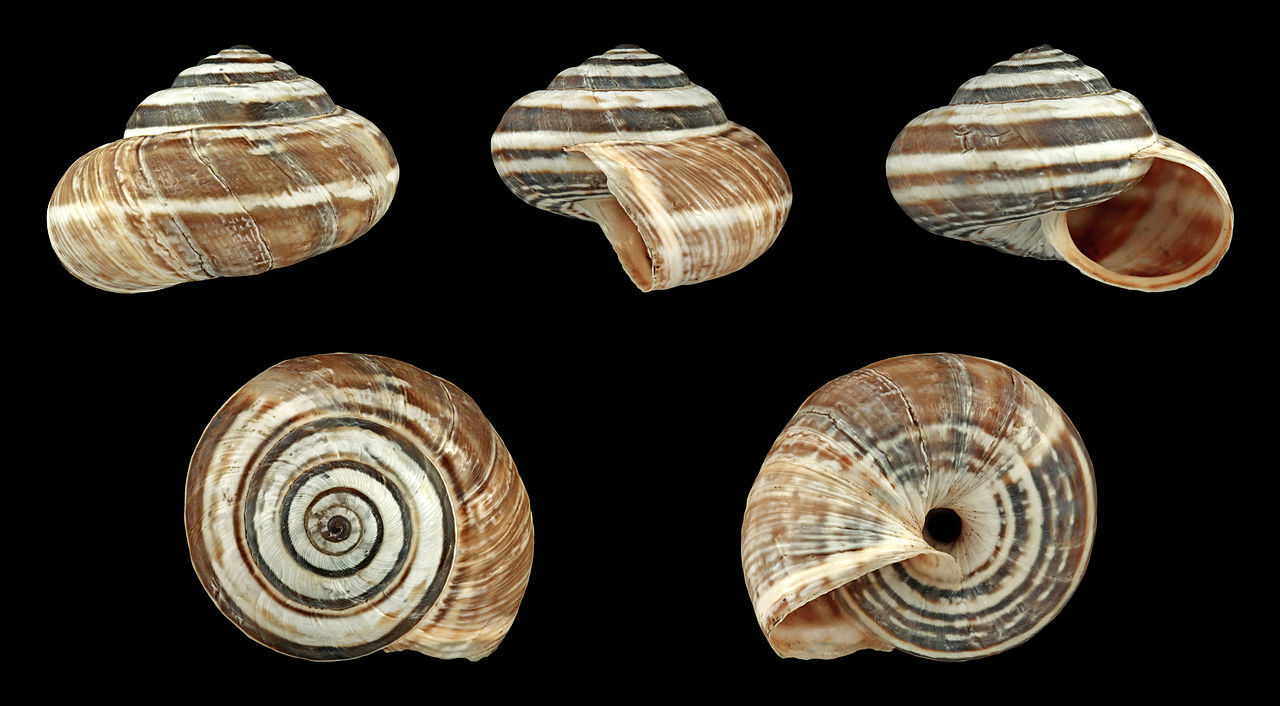 Cernuella_virgata_01.JPG