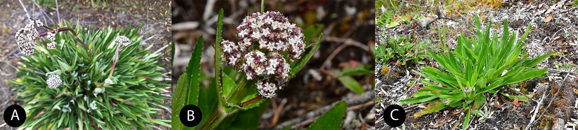 Valeriana