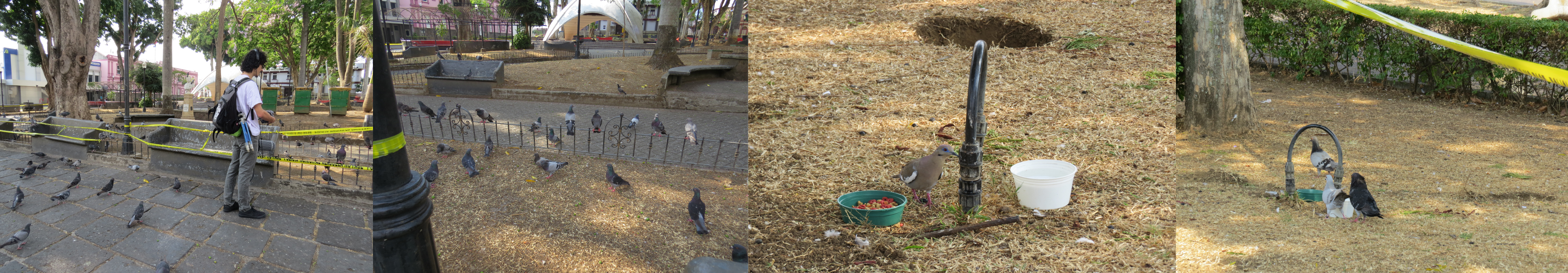 ZBL 2019 palomas encuestas