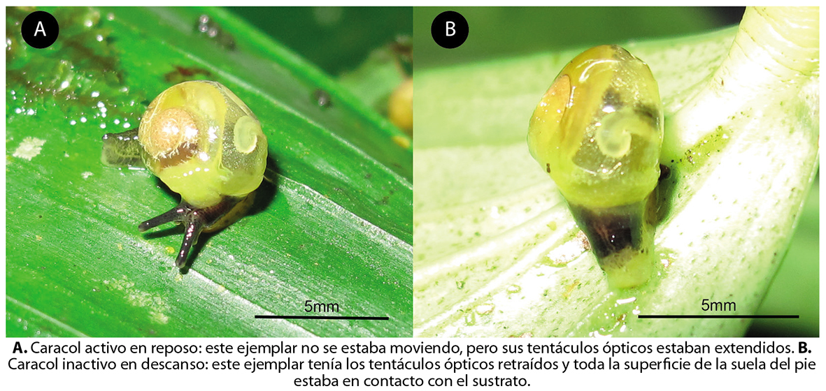 ZBL 2020 Microhabitat Tikoconus 3