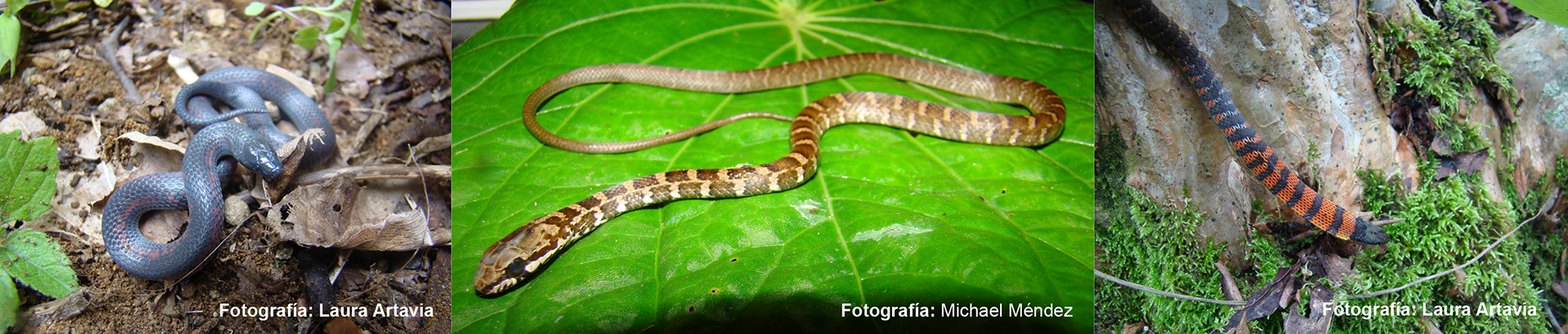 fotografias serpientes