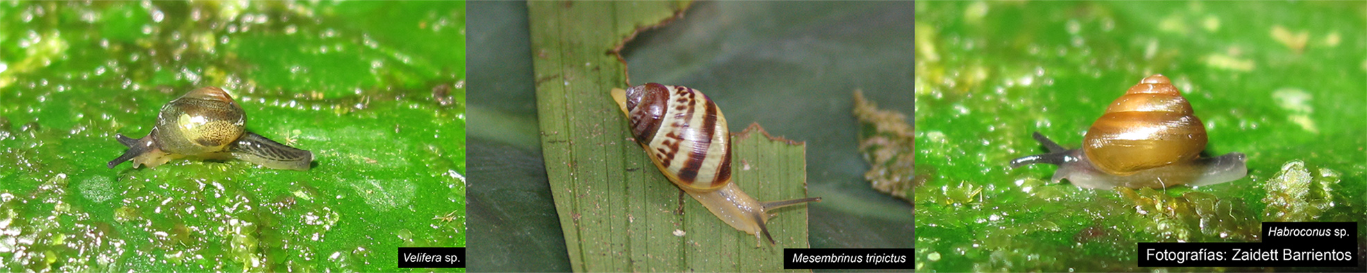 taxonomia2