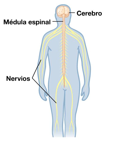 Cerebros y nervios