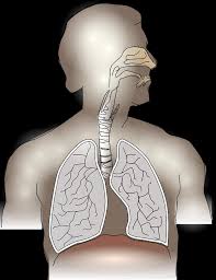 pulmones