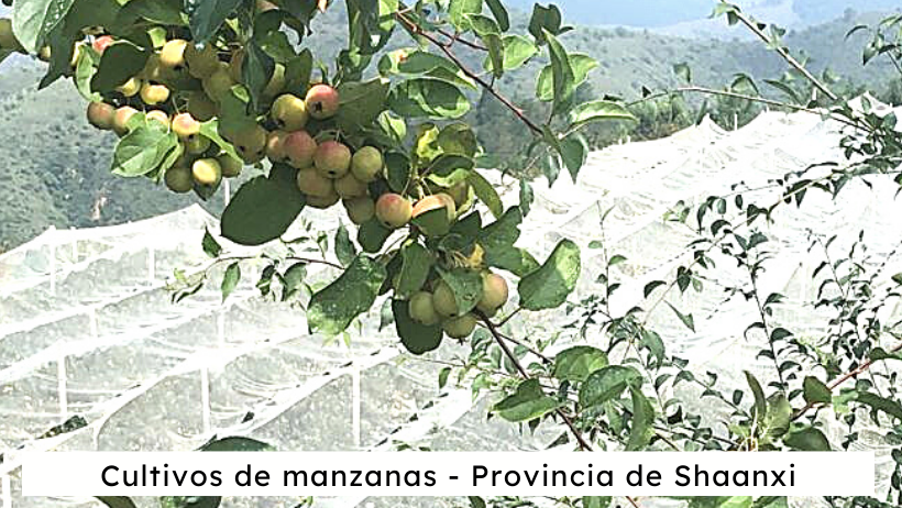 cultivo manzana