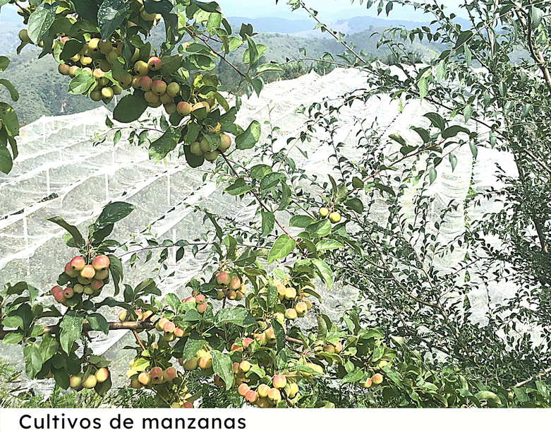 manzanas casilla 2